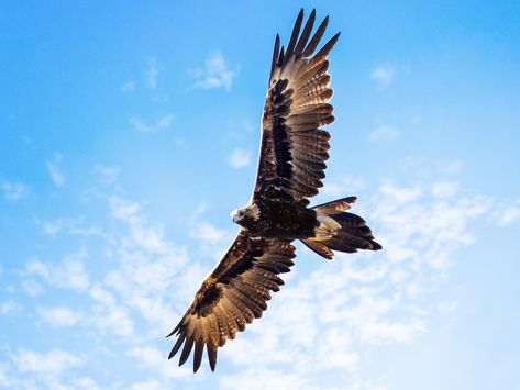 Different Types Of Eagles, Bird Of Prey Tattoo, Wedge Tailed Eagle, Eagle Silhouette, Eagle In Flight, Eagle Tattoos, Belly Painting, Eagle Tattoo, Australian Birds