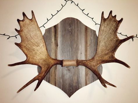 Moose rack//barn wood Moose Antler Mount, Moose Head Decor, Moose Antler Decor, Moose Mount, Deer Antler Mount, Antler Mount, Antlers Decor, Moose Deer, Moose Head