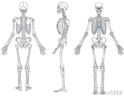 What is a Skeletal System Diagram? (with pictures) Side Skeleton, Skeleton Side View, Bone Study, Skeleton Labeled, Drawing Skeleton, Skeletal System Anatomy, Skeletal Anatomy, The Skeletal System, Human Skeleton Anatomy