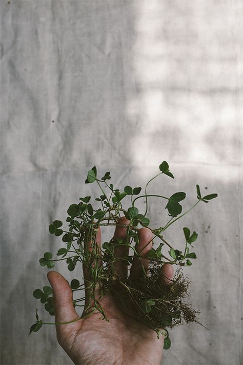 Plants Are Friends, Brand Book, Spring Inspiration, Green Aesthetic, Green Plants, Plant Life, Botany, Secret Garden, Flower Power