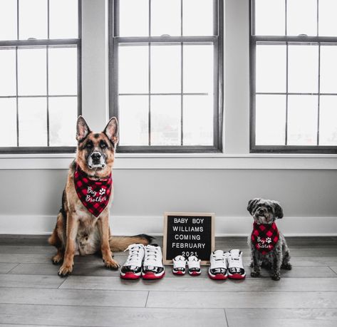 Baby Announcement With Dogs, Letter Board Baby Announcement, Baby Announcement With Dog, Letter Board Baby, Dog Baby Announcement, Baby Announcement To Husband, Baby Corgi, Dog Pregnancy Announcement, Fun Baby Announcement