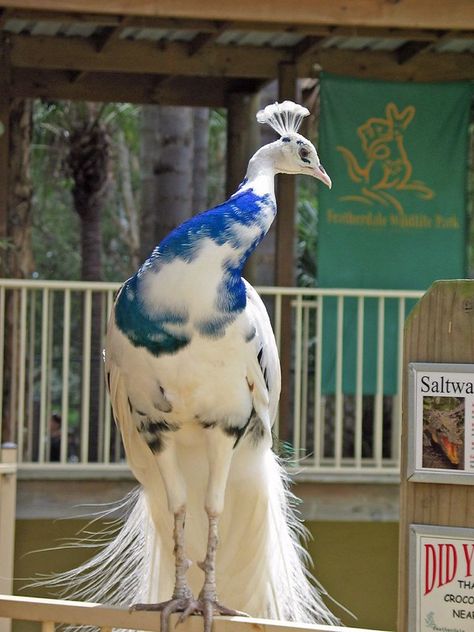 Albino Peacock, Regnul Animal, Söpö Kissa, Albino Animals, Model Reference, White Peacock, Animale Rare, Rare Animals, Pretty Animals