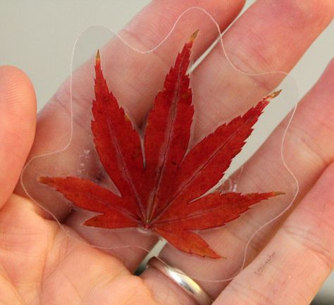 Aw :-). Laminated leaf preservation for first grade science. To be extra-environmental, laminate with recycles plastic! Leaf Crafts, Autumn Crafts, Autumn Leaf, Deco Floral, Family Art, Thanksgiving Crafts, Nature Crafts, Crafty Craft, Autumn Activities