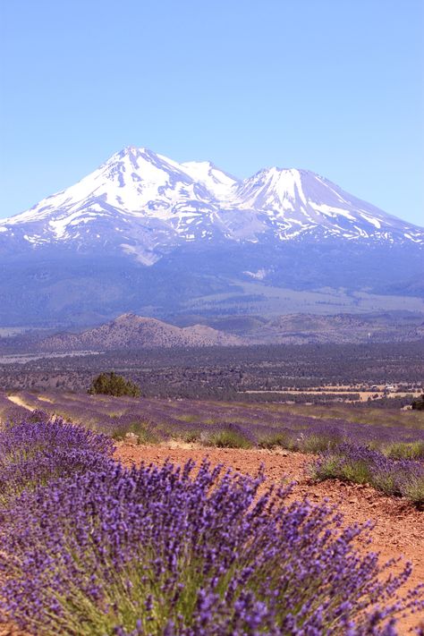 Lav. garden near Mt. Shasta, Ca Green Peace, Mt Shasta, Diary Book, Peace Art, California Love, Winter Landscape, Adventure Awaits, Winter Wonderland, Places To See