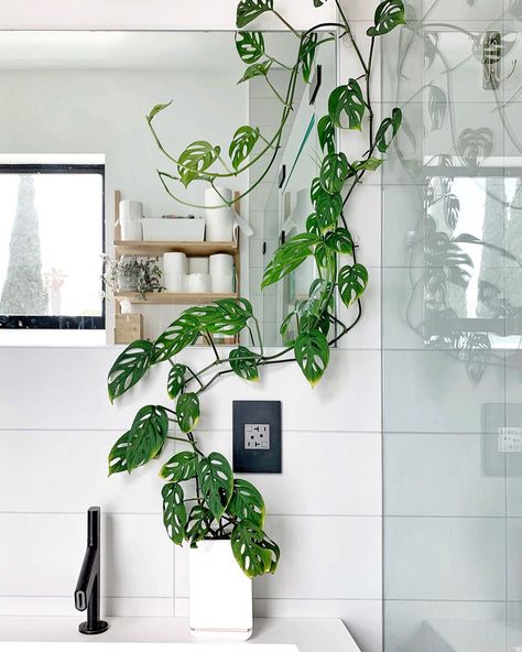 Cube House Jungle 🌿 on Instagram: “Here’s an update on the Monstera adansonii in my master bath: it’s vining like crazy! I need to add another 3M cord clip to help it wrap…” Monstera Climbing Wall, Home Plants Indoor, Indoor Container Garden, Unique House Plants, Dark Apartment, Low Light Houseplants, Modern And Vintage Decor, Monstera Plant Care, House Plant Ideas