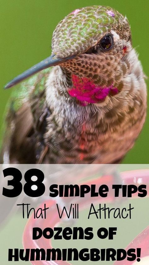 Attracting Hummingbirds, Hummingbird Food, Hummingbird Nectar, Hummingbird Plants, Attract Hummingbirds, Face Tips, Best Flowers, Hummingbird Garden, Diy Outdoor Decor