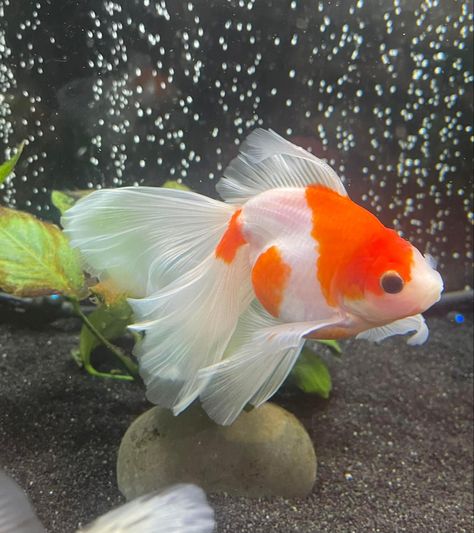 Pretty Goldfish Tank, Chunky Gold Fish, Colorful Fish Photography, Goldfish Tank Aesthetic, Goldfish Reference, Gold Fish Aesthetic, Fancy Goldfish Tank, Goldfish Photo, Goldfish Photography