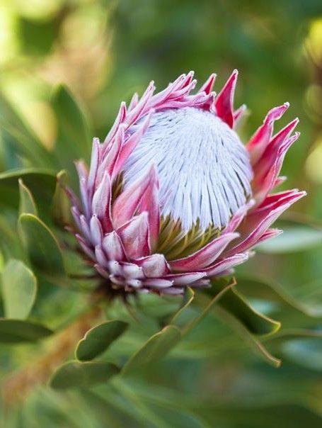 Minimalist Bouquet, Simple Bouquet, Protea Art, Australian Natives, Tropical Africa, King Protea, Garden Yard Ideas, Single Flower, Garden Yard