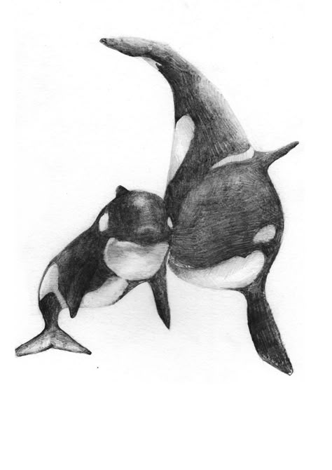 Orca Sketches, Orca Sketch, Orca Clipart, Orca Whale Drawing, Orca Drawing, Aquarium Drawing, Orca Art, Orca Tattoo, Whale Drawing