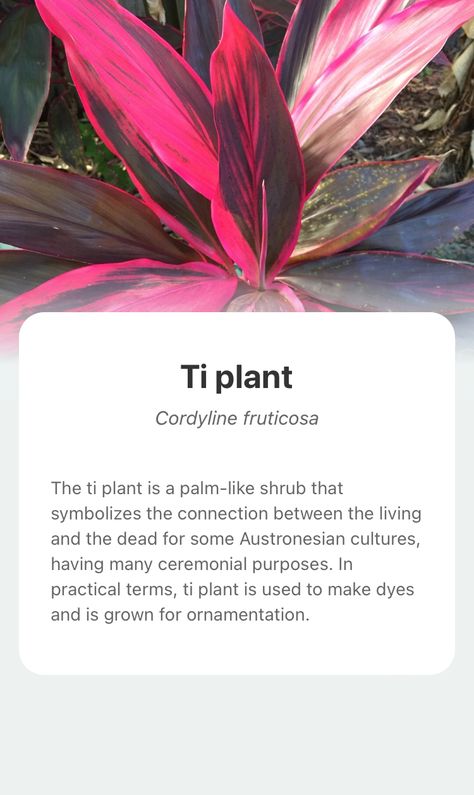 Hawaiian Cordyline, Cordyline Pink Passion, Red Star Cordyline, Hawaiian Ti Plants, Cordyline Fruticosa, Ctenanthe Lubbersiana, Ti Plant, Plants Care, Plant Collection