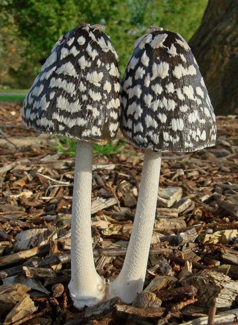 The Magpie Mushroom is a member of the ink cap family and is not regarded as edible. In fact it is slightly unpleasant to eat. However we do think this is a stunning looking mushroom! Lichen Moss, Mushroom Pictures, Garden Mushrooms, Slime Mould, Plant Fungus, Mushroom Fungi, Forest Floor, Wild Mushrooms, Mushroom Art