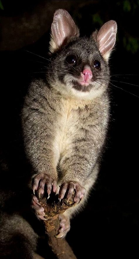 Australian Possum, Australia For Kids, Australian Mammals, Australia Animals, Australian Wildlife, Animal Antics, Australian Animals, Silly Animals, Cute Wild Animals