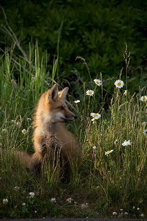 Fuchs Baby, Fantastic Fox, Wild Dogs, Cute Fox, Woodland Creatures, Red Fox, The Grass, Nature Animals, 귀여운 동물