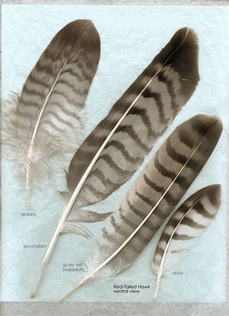 The Modern Apprentice - Raptor Feathers | Hawk feathers, Red tail hawk ... Red Tail Hawk Feathers, Feather Tat, Feather Identification, Pictures Of Red, Hawk Feather, Red Tail Hawk, Feather Meaning, Hawk Feathers, Flight Feathers