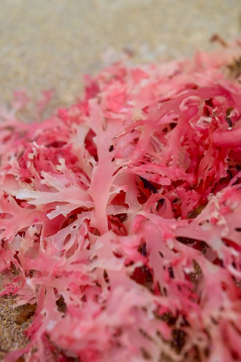 Pink seaweed | katelynbraaten | Flickr Seaweed Aesthetic, Seaweed Photography, Leagues Under The Sea, Ceramic Wall Art, Tide Pools, Color Painting, Rock Pools, Sea Animals, Under The Sea