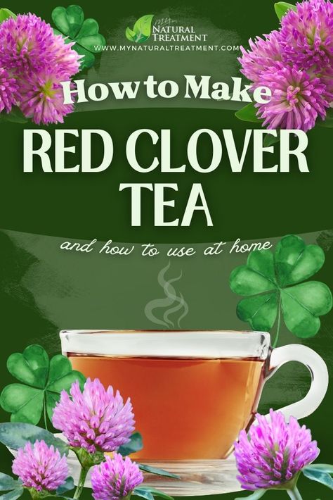 How to Make Red Clover Tea & How to Use at Home #redclover #redclovertea #redcloverinfusion #redcloveruses #redcloverbenefits #redcloverteauses #redcloverremedies Raspberry Leaves Benefits, Red Clover Recipes, Red Clover Tea Benefits, Tea For Healing, Red Clover Benefits, Witchy Potions, Tea Uses, Clover Tea, Natural Medicine Recipes