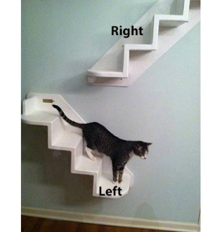 Wall Mounted Cat Stairs -- i want a set of these in white with white carpet. my kitty will love them! Diy Cat Ladder Ideas, Cat Ladder Indoor, Cat Environment, Cat Superhighway, Katt Diy, Katt Grejer, Cat Ladder, Chat Diy, Cat Stairs