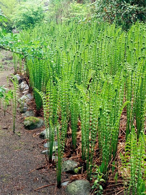 ostrich-fern-matteuccia-struthiopteris-355f46b8 Bog Plants, Bog Garden, Gardening Landscaping, Worm Composting, Perennial Flowers, Best Flowers, Landscaping Garden, Shade Perennials, Dry Creek