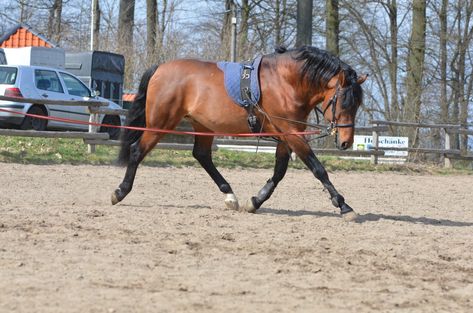 Pole Exercises For Horses Training, Horse Lunging Exercises, Horse Topline Exercise, Horse Exercises To Build Topline, Lunging Exercises For Horses, Lunging Horse, Equine Exercises, Equestrian Training, Dressage Exercises