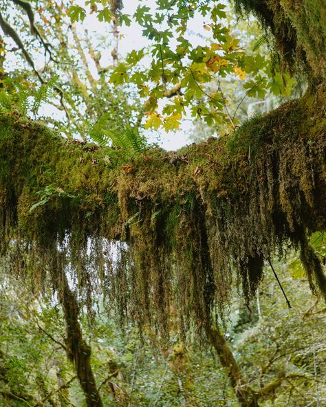 Washington’s Quinault Rainforest 🌲🍁🌿 WOW. Quinault Rainforest, Washington, Quick Saves