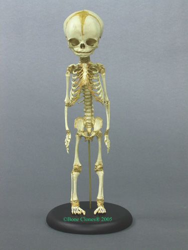 Analysis of the Atacama humanoid alien - Openminds.tv Fetal Skeleton, Anatomical Decor, Tiny Skeleton, Humanoid Alien, Skeleton Figure, Alevel Art, Skull Anatomy, Anatomy Bones, Nature Science