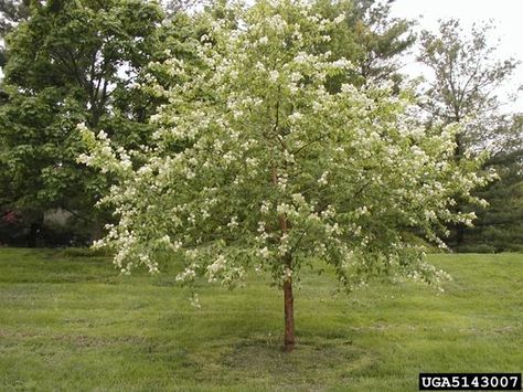 amur chokecherry tree | Amur chokecherry, Prunus maackii (Rosales ... Chokecherry Tree, Japanese Lilac, Drought Tolerant Trees, Picea Pungens, Light Pink Flowers, Laurel Leaves, Deck Garden, Nature Plants, Pretty Plants