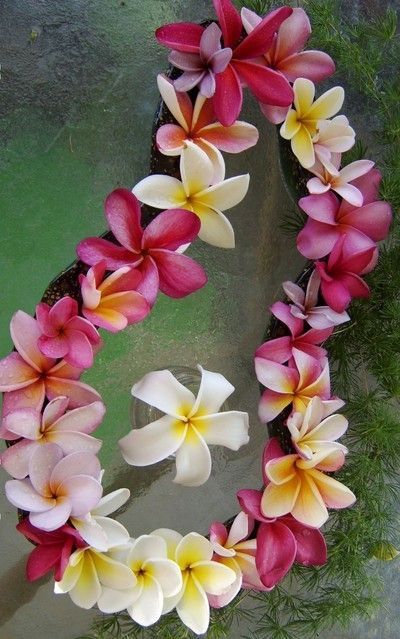 Plumeria Tree, Hawaiian Lei, Flower Pot Design, Plumeria Flowers, Summer Living, Hawaiian Flowers, Flower Garlands, Exotic Flowers, Flower Beauty