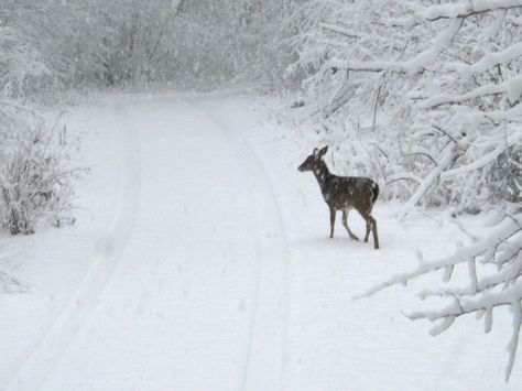 Deer in the Snow Deer In Mountains, Deers In Snow, Deer In Snow, Winter Deer, Winter Schnee, Winter Fairy, Let You Go, Snow Angels, Winter Scenery