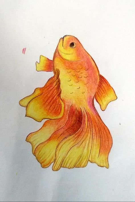 Fish Color Pencil Drawing, Gold Fish Drawing, Fish Pencil Drawing, Fish Sketch, Cool Easy Drawings, Colourful Fish, Octopus Drawing, Pale Moon, Color Pencil Sketch