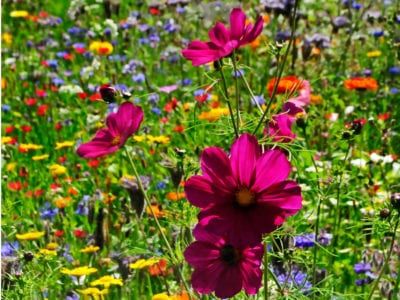 Wildflower Pruning Guide: Should You Cut Back Wildflower Plants Garden Beds Layout, Raised Garden Beds Layout, Cold Climate Gardening, Basic Flower, Garden Design Outdoor, Flowers For The Garden, Aesthetic Gardening, Garden Bed Layout, Gardener Aesthetic