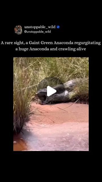 Anaconda Attack, Giant Anaconda, Anaconda Snake, Green Anaconda, Large Snake, Giant Snake, Largest Snake, Anaconda, Amphibians