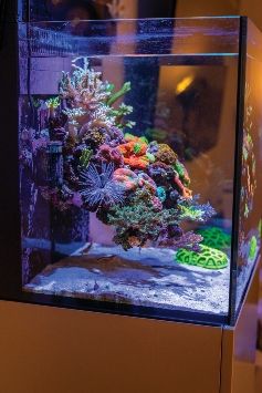 Floating Reef Aquascape, Reef Scape, Reef Aquascape, Reef Tank Design, Nano Aquascape, Reef Aquascaping, Aquascape Inspiration, Reef Tank Aquascaping, Saltwater Aquarium Setup