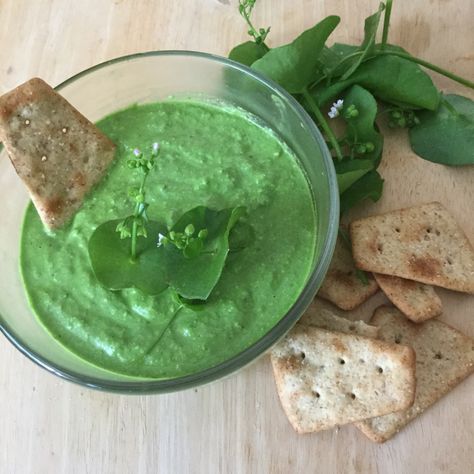 "Miner's Lettuce Pesto" Miners Lettuce, Veggie Garden Ideas, Cottagecore Recipes, Lettuce Recipes, Pesto Dip, Homegrown Food, Foraging Recipes, Csa Recipes, Foraged Food