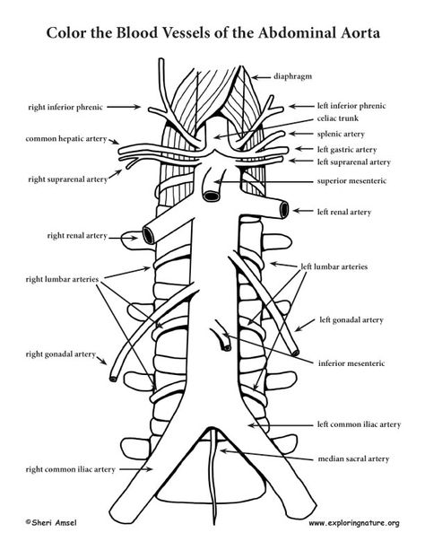 Abdominal Aorta – Coloring Nature Anatomy Labeled, Anatomy Coloring Pages, Arteries Anatomy, Anatomy Coloring, Business Worksheet, Medical Terminology Study, Abdominal Aorta, Nurse Study Notes, Heart Coloring Pages