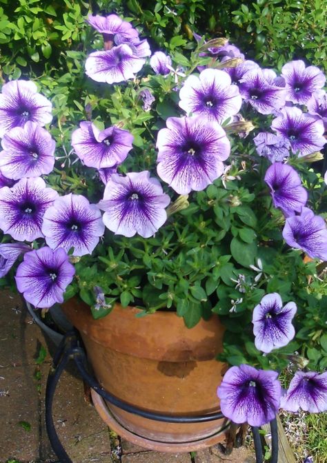 Petunias in Sage's garden.  Her favorite flower, along with peonies! Purple Petunias In Pots, Wave Petunias, Sage Garden, Bucket Gardening, Purple Stuff, Garden Flower Beds, Backyard Designs, Container Gardening Flowers, Plants For Hanging Baskets