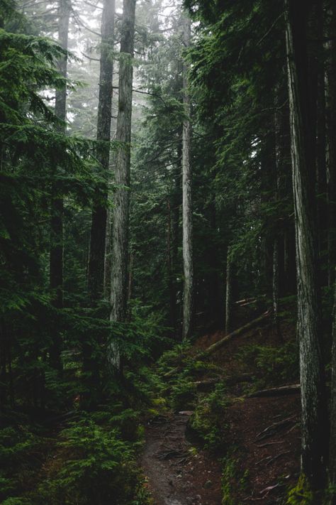 xshaydx:  “ Just another walk in the woods in BC  photo : @xshaydx  ” Paradis Sombre, Woods Aesthetic, 숲 사진, Dark Naturalism, Dark Forest Aesthetic, Dark Green Aesthetic, Slytherin Aesthetic, Wallpaper Pastel, Walk In The Woods