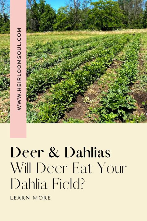 Do deer eat dahlias, how to prevent deer from eating dahlias, how to keep deer out of dahlia patch field, how to keep deer away from dahlias, dahlia flower farm, dahlia farming, dahlia farm Dahlia Patch, Dahlia Field, Dahlia Farm, Deer Ears, Deer Proof, Flower Farming, Deer Fence, Growing Dahlias, Backyard Flowers