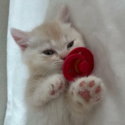 I am not sure where this is from Cat With Pacifier, Pet Owners, Location History, Cars, On Twitter, Twitter, Animals, Quick Saves