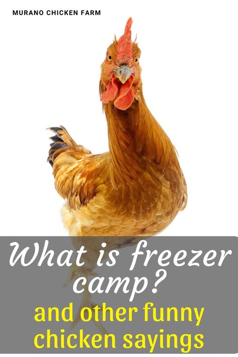 What is freezer camp? If you've heard this funny sounding phrase when talking about chickens you might be surprised to learn what it really is. Funny chicken saying and meanings. Chicken Sayings Funny, Funny Chicken Pictures, Chicken Sayings, Australorp Chicken, Chickens For Eggs, Raising Meat Chickens, Training Chickens, Chicken Jokes, Meat Birds