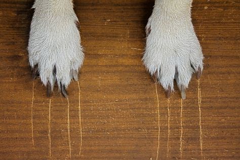 The wood flooring you have in your home would look so good if there weren't so many scratches! In this blog, you'll learn how best to get rid of those! Flea Powder For Dogs, Flea Powder, Prefinished Hardwood Floors, Types Of Wood Flooring, Prefinished Hardwood, Clean Hardwood Floors, Pet Stains, Dog Nails, Diy Flooring