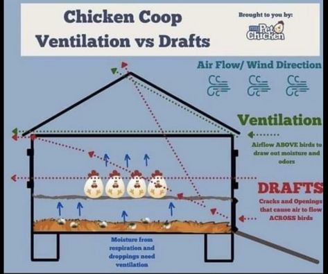 Chicken Coop Ventilation, Coop Ventilation, Chickens In The Winter, Pet Chicken, Backyard Chicken Coop Plans, Diy Chicken Coop Plans, Backyard Chicken Farming, Chicken Cages, Raising Backyard Chickens