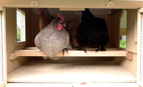 Once they have imprinted on their coop as "home," they will retire on their own at dusk. (Thus the saying: "Chickens always return home to roost.") Chicken Laying Boxes, Chicken Diapers, Urban Chicken, Training Chickens, Chicken Roost, Nest Boxes, Pet Chicken, Chicken Keeping, Urban Chickens