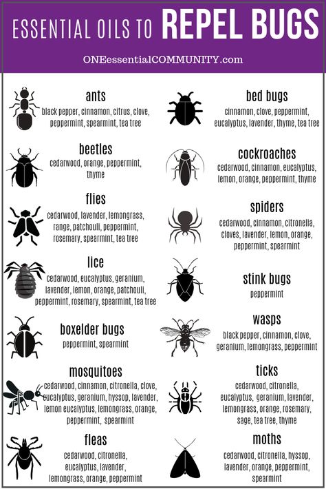 Essential Oils For Stink Bugs, Anti Spider Spray, Diy Peppermint Oil Bug Spray, Bird Repellent Ideas, Natural Spider Repellent For Home, Bug Repellent Diy, Essential Oil Bug Spray Recipe, Homemade Bug Spray Recipe, Essential Oil Bug Spray