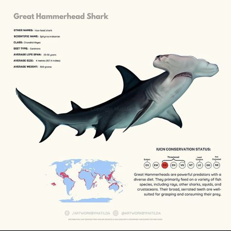 Ocean Infographic, Great Hammerhead Shark, Oceanography Marine Biology, Greenland Shark, Fish Chart, Zebra Shark, Shark Illustration, Leopard Shark, Shark Facts