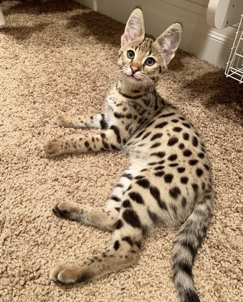 Big Cat Breeds Pets, Savannah Cat Kitten, African Savannah Cat, Savannah Cat F1, Savannah Cat Aesthetic, Hymalian Cats, Savannah Cat Full Grown, Savana Cats, Serengeti Cat