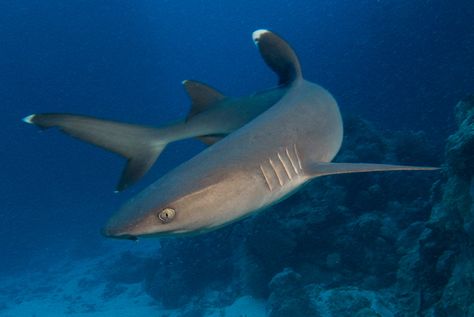 White Tip Shark, Ocean Life Photography, Types Of Sharks, Shark Pictures, Reef Shark, Coral Sea, Animal Print Wallpaper, Beautiful Sea Creatures, About Animals