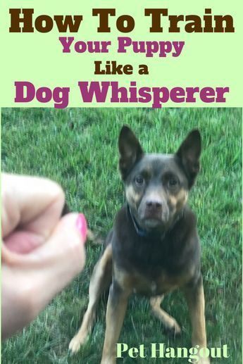 Want to train your dog like a pro?   Well, we believe you can with a few basic commands.   See our awesome post, How To Train Your Puppy Like a Dog Whisperer, now!   |basic dog commands | how to teach your dog to sit | how to teach your dog to stay | how to teach your dog to lie down | how to teach your dog to come | how to teach your dog to leave it | teach your dog like a pro | dog whisperer How To Teach Your Dog To Leave It, Sit Command For Dogs, Basic Puppy Training Commands, Teaching Puppy Commands, Basic Dog Training Commands, How To Train A Puppy To Sit, Dog Commands Training, Training A Dog, Training Outfit