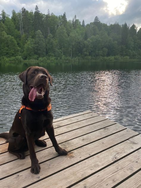 Chocolate Lab Hunting Dog, Brown Lab Aesthetic, Chocolate English Lab, Chocolate Labrador Aesthetic, Lab Dog Aesthetic, Brown Labrador Aesthetic, Chocolate Lab Aesthetic, Good Dog Breeds, Labs Hunting