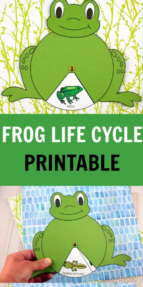 If you're looking for a fun and easy printable to teach kids about life cycle of a frog, this interactive paper wheel spinner craft is great for preschoolers, kindergarteners and older kids to make in the classroom, with the teacher, or at home with parents. Easy Pre-K, preschool and daycare frog craft with printable template. Learn about the five stages of a frog life cycle: egg, tadpole, tadpole with legs, froglet and adult. Tadpole Craft Preschool, Frog Crafts For Kids, Easy Frog Craft, Lifecycle Of A Frog Preschool, Frog Cycle Craft, Frog Crafts Preschool, Lifecycle Of A Frog Activities, Life Cycle Of A Frog Printable, Frog Life Cycle Printable