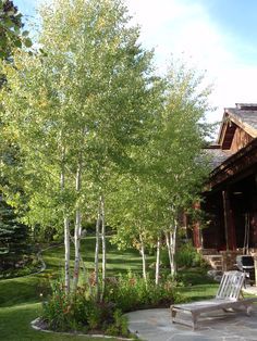 Shade Area Landscaping, Aspen Landscape Ideas, Birch Grove Garden, Aspen Tree Backyard, Aspen Trees Landscaping Backyard, Landscaping With Aspen Trees, Aspen Trees Landscaping, Aspen Tree Landscaping, Aspen Landscaping